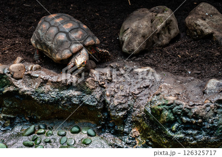 Tortoise Crawling on Dark Soil Surrounded by Rocks in a Natural Habitat Environment 126325717