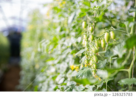 Smart farming techniques hydroponic salad vegetables technology tomato red green ensuring fresh sustainable produce agriculture promotes healthy eating support farmer living local community non gmo 126325783