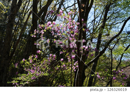 ミツバツツジの花 ミツバツツジの花 126326019