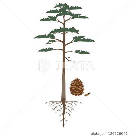 Scots pine tree with roots and cone on a white background. 126326041