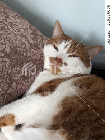 A ginger cat is sleeping on a divan. Close-up. 126326056