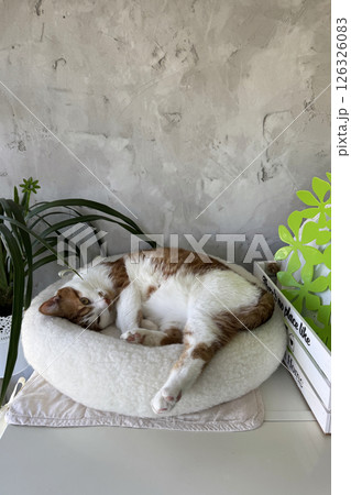 A ginger cat is sleeping in a bed on top of a refrigerator. Oblique Angle.  126326083