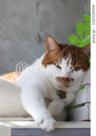 A ginger cat is sleeping in a bed on top of a refrigerator. He stretched his paw forward. 126326084