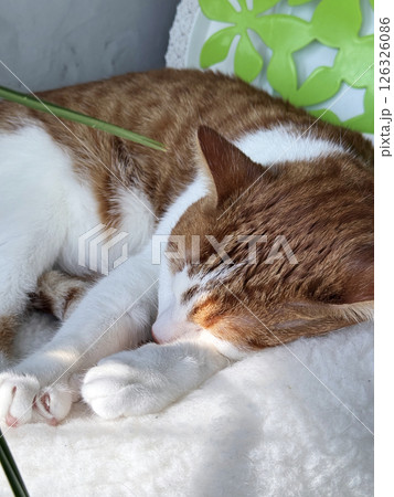 A ginger cat is sleeping in a bed. Close-up. A ginger cat is sleeping in a bed. Close-up. 126326086