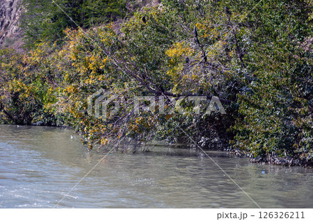 Lush Green Trees Overhanging Calm River Surrounded by Autumn Foliage Under Clear Sky Lush Green Trees Overhanging Calm River Surrounded by Autumn Foliage Under Clear Sky 126326211
