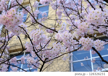 早春のレトロなアーチ形窓辺のイメージ素材 早春のレトロなアーチ形窓辺のイメージ素材 126326231