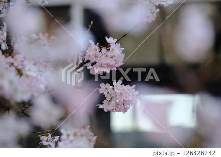 早春のレトロなアーチ形窓辺のイメージ素材 早春のレトロなアーチ形窓辺のイメージ素材 126326232