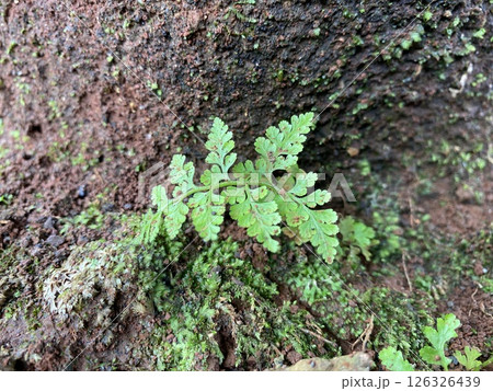 Creative nature background Cystopteris fragilis growing Creative nature background Cystopteris fragilis growing 126326439