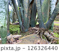 Creative nature background roots Sansevieria zeylanica growing 126326440