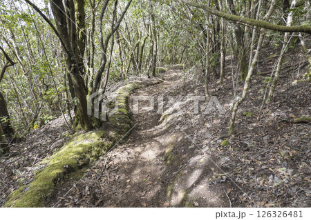 Narrow footpath at laurisilva forest at Park rural de Teno mountains, Tenerife, Canary Islands. Mysterious fairytale magical nature scenery with Erica arborea trees, moss, ferns and green leaves Narrow footpath at laurisilva forest at Park rural de Teno mountains, Tenerife, Canary Islands. Mysterious fairytale magical nature scenery with Erica arborea trees, moss, ferns and green leaves 126326481