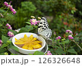 蝶 126326648