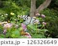 蝶 126326649