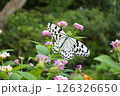 蝶 126326650