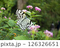蝶 126326651