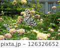 蝶 126326652