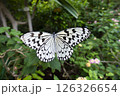 蝶 126326654