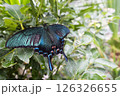 蝶 126326655