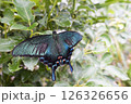 蝶 126326656