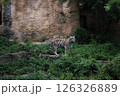 とら 126326889