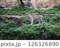 とら 126326890