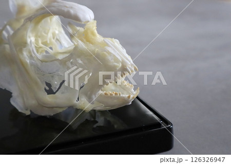 真鯛の骨格標本 126326947