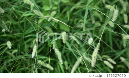 道端の猫じゃらし 126327030