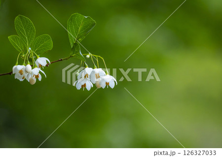 エゴノキの花 エゴノキの花 126327033