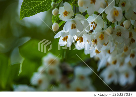 エゴノキの花 エゴノキの花 126327037