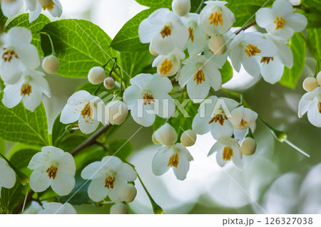 エゴノキの花 エゴノキの花 126327038