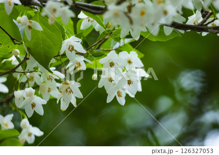 エゴノキの花 126327053