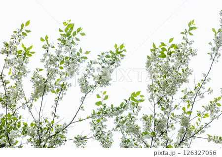 エゴノキの花 126327056