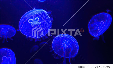 《AI画像》ブラックライトに照らされて青く輝くクラゲ 126327069