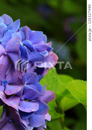 梅雨に咲く紫陽花 126327490