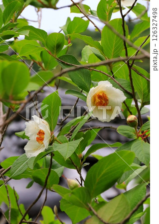 白い沙羅双樹の花 白い沙羅双樹の花 126327498