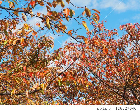 秋　紅葉した桜の葉 126327646