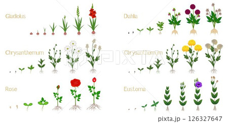 Set of flower growth cycles isolated on white background. 126327647