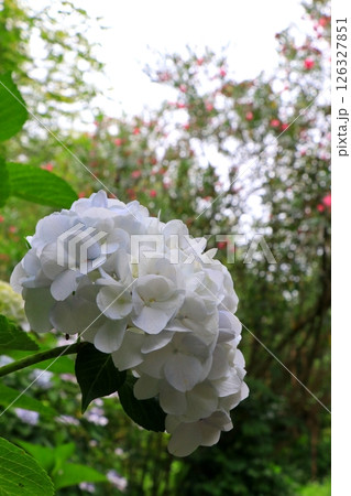 白い紫陽花 126327851