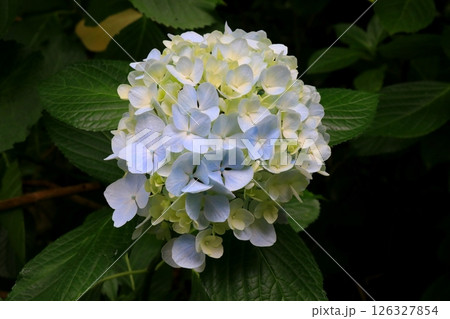 青い紫陽花 126327854