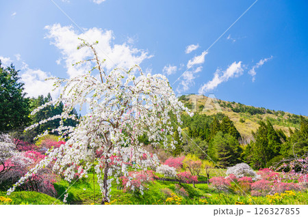 余里一里の花桃　上田市 126327855