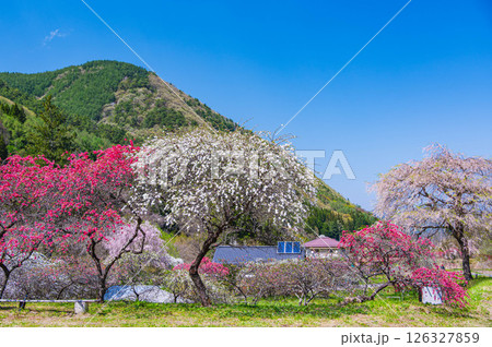余里一里の花桃 上田市 余里一里の花桃 上田市 126327859