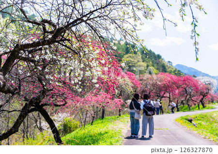 春に花咲く花桃　一里花桃の里 126327870