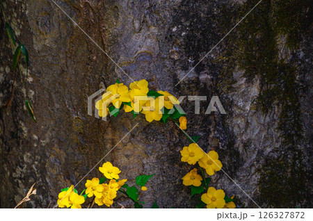 ヤマブキ 126327872