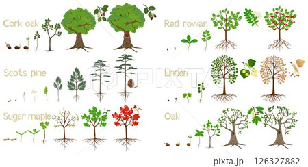 Set of forest tree growth cycles on a white background. 126327882