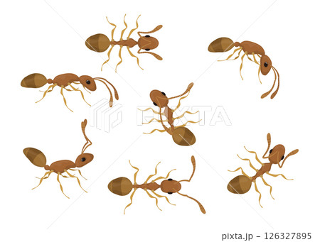 Set of brown ants walking in different directions 126327895