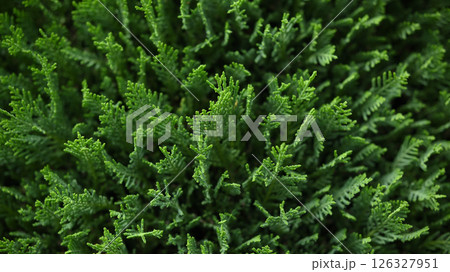 植栽　エクステリア 126327951