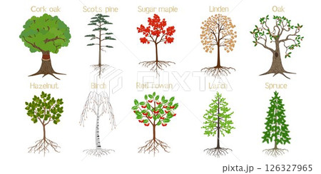 Set of forest trees with roots on a white background. Set of forest trees with roots on a white background. 126327965
