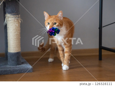The orange cat carries a toy in its mouth. Captures playful or instinctual pet behavior, symbolizing hunting mimicry, entertainment, or bonding with toys. Pet playtime 126328111