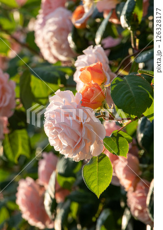 Flowering bush of David Austin roses. Flowering bush of David Austin roses. 126328177