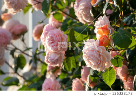 Flowering bush of David Austin roses. Flowering bush of David Austin roses. 126328178