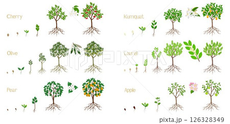 Set of growth cycles of fruit trees with roots on a white background. Set of growth cycles of fruit trees with roots on a white background. 126328349
